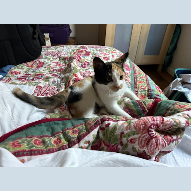 Photo of Pearl