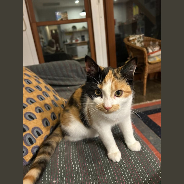 Photo of Pearl