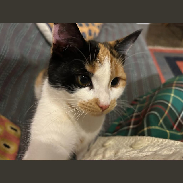 Photo of Pearl