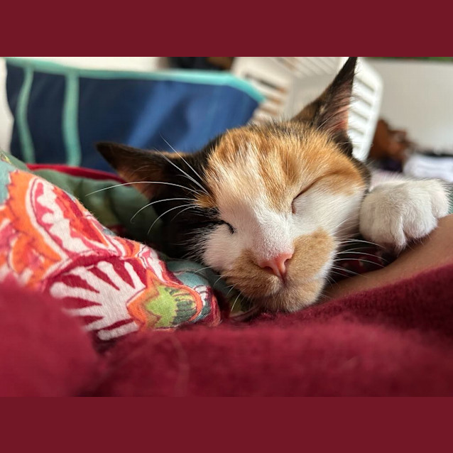 Photo of Pearl