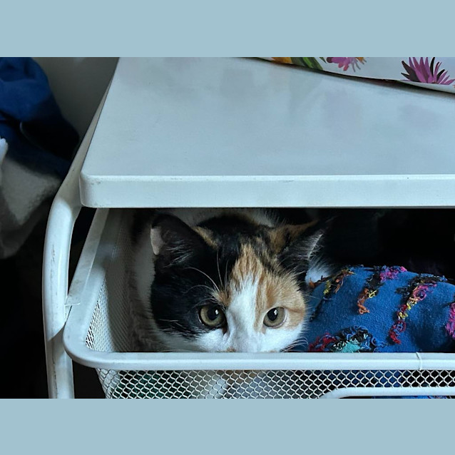 Photo of Pearl