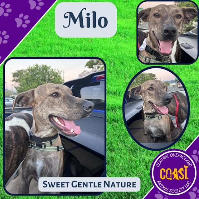 Photo of Milo