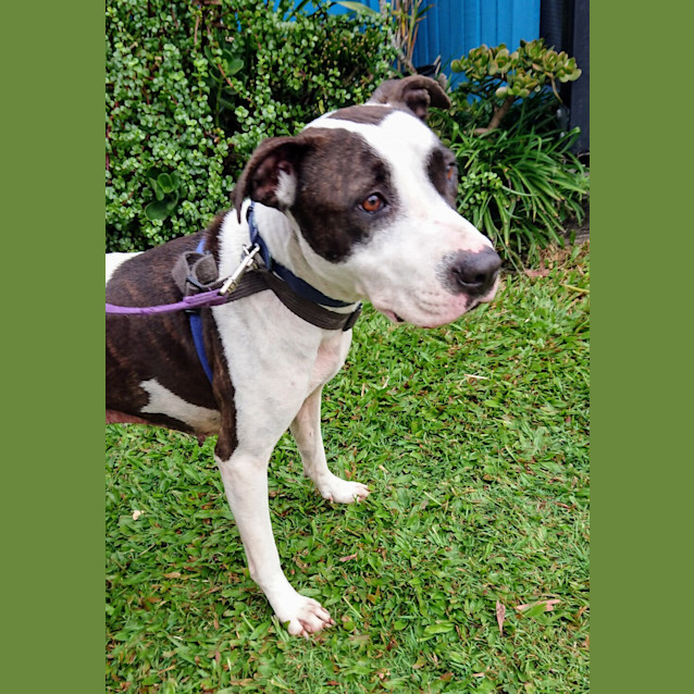 Photo of Kami