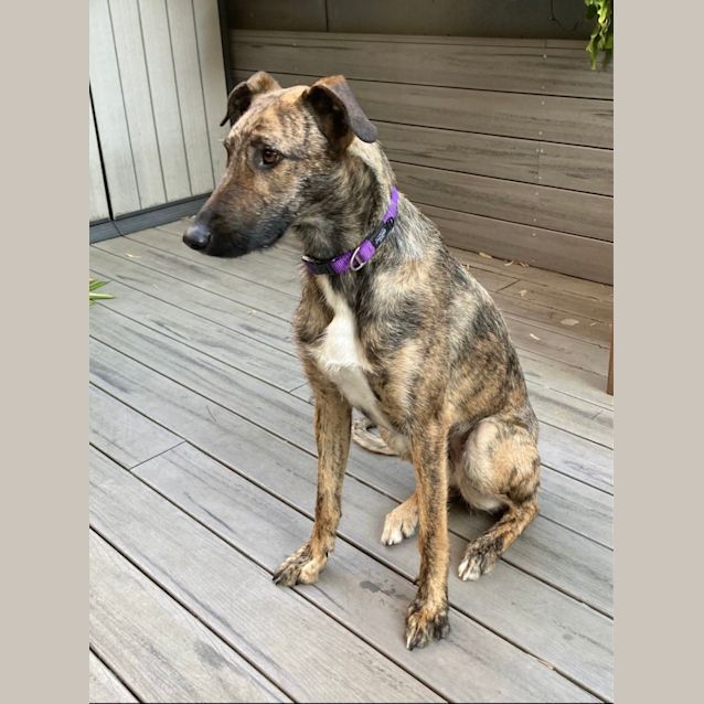 Photo of Tulip