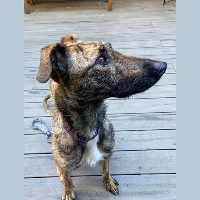 Photo of Tulip