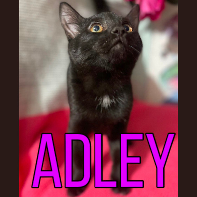 Photo of Adley