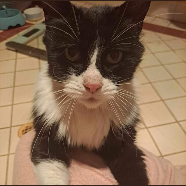 Photo of Tuxedo
