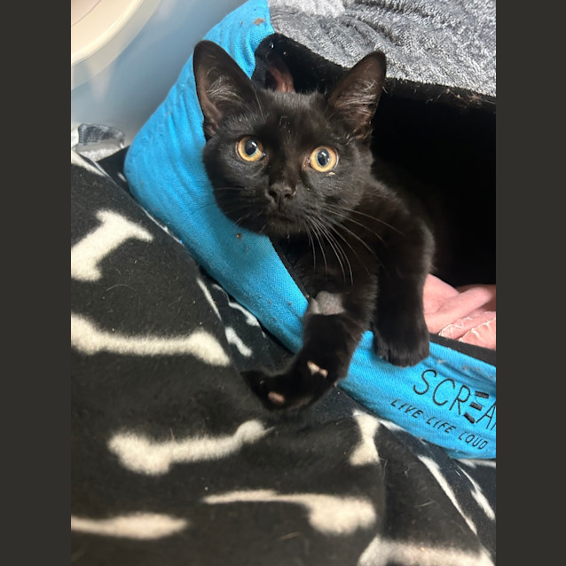 Photo of Kit Kat
