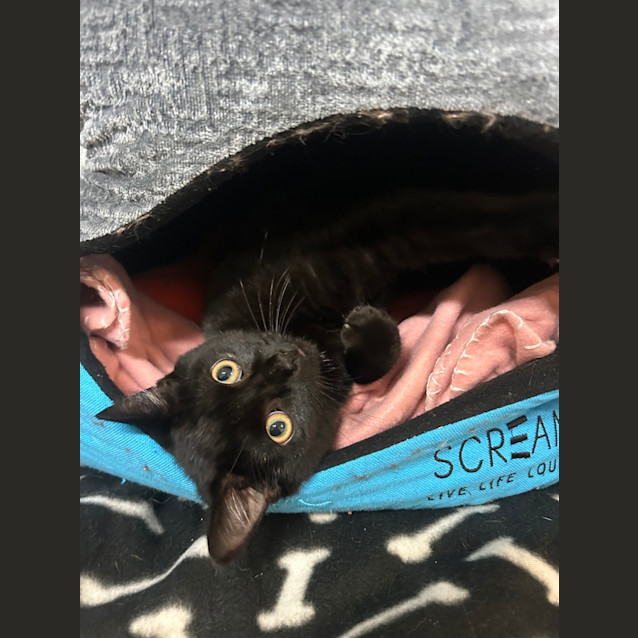 Photo of Kit Kat