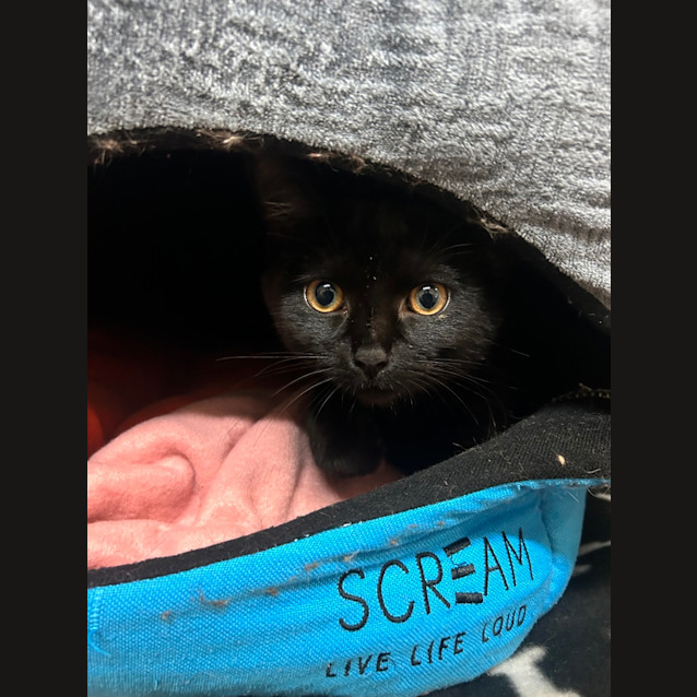 Photo of Kit Kat