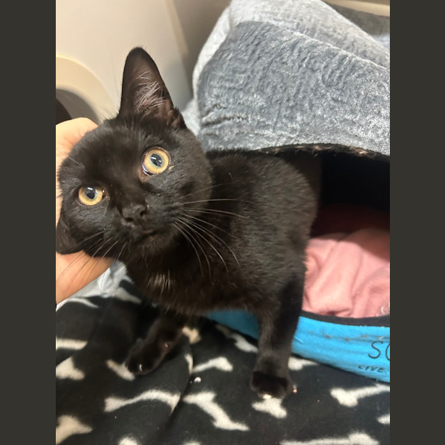 Photo of Kit Kat