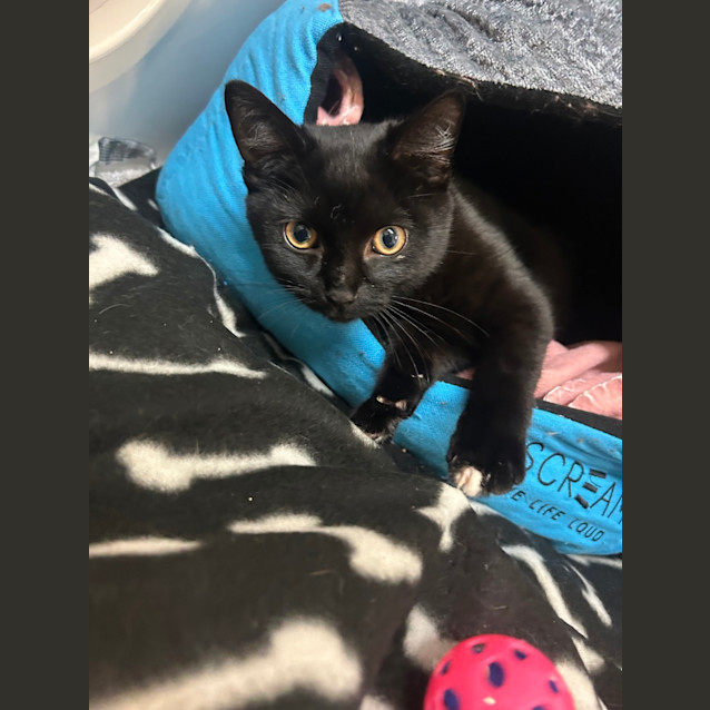 Photo of Kit Kat