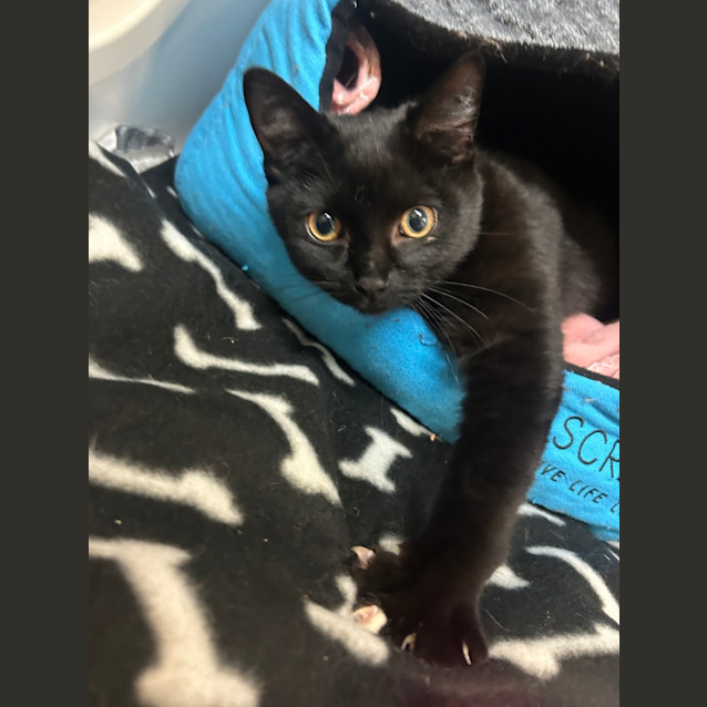 Photo of Kit Kat