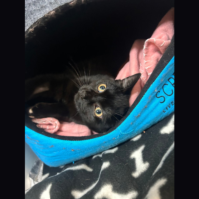Photo of Kit Kat