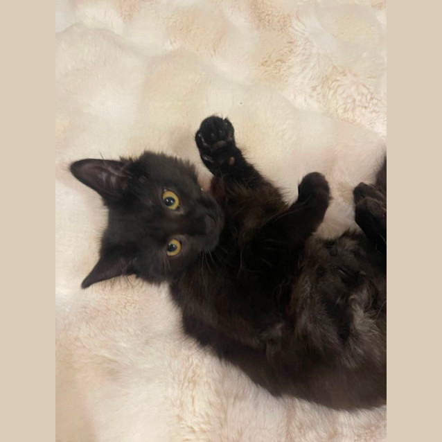 Mia meet me at Dandenong Petstock store Female Domestic Medium Hair