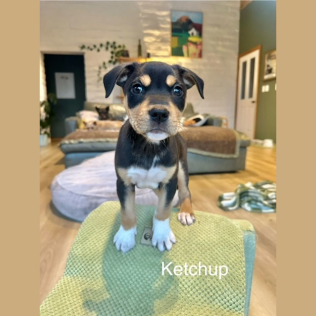 Photo of Ketchup