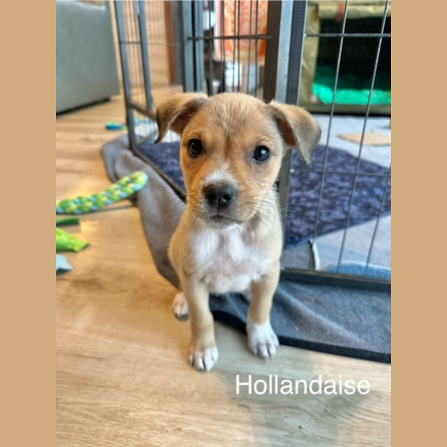 Photo of Hollandaise 