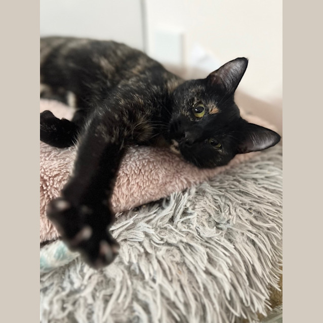 Photo of Stella