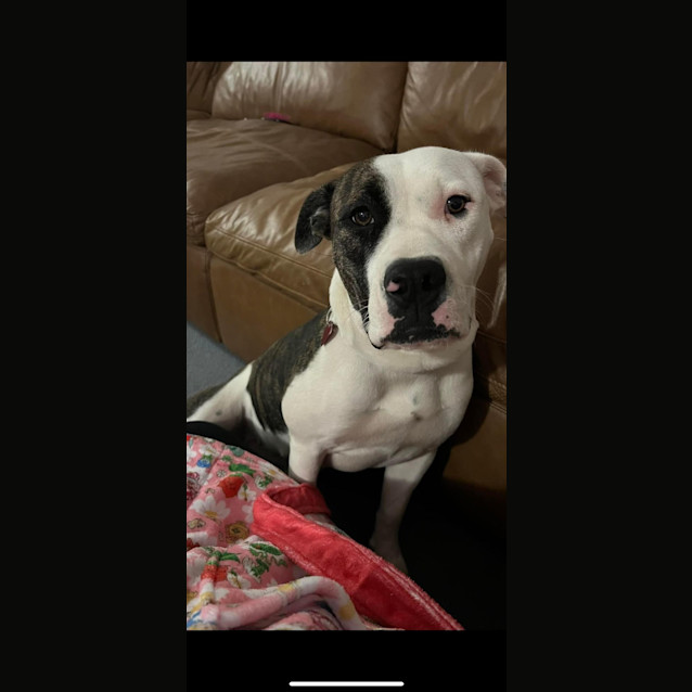 Photo of Brookie