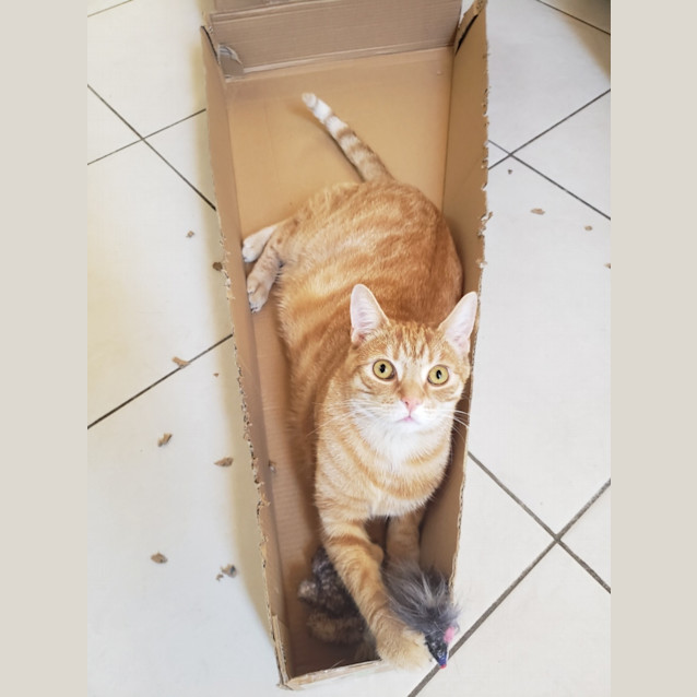 Photo of Teddy