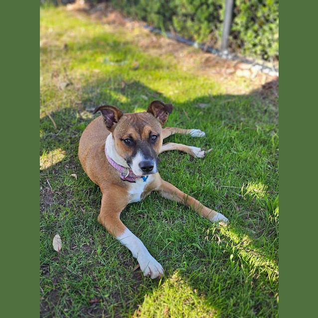 Photo of Trixie