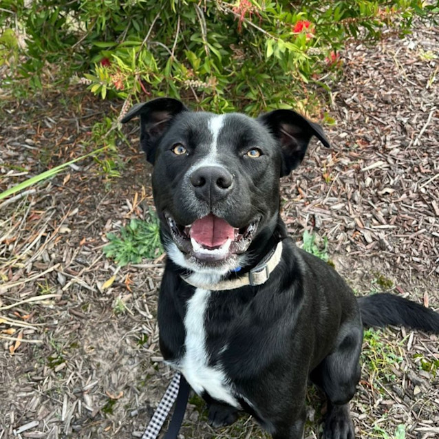Photo of Chomps