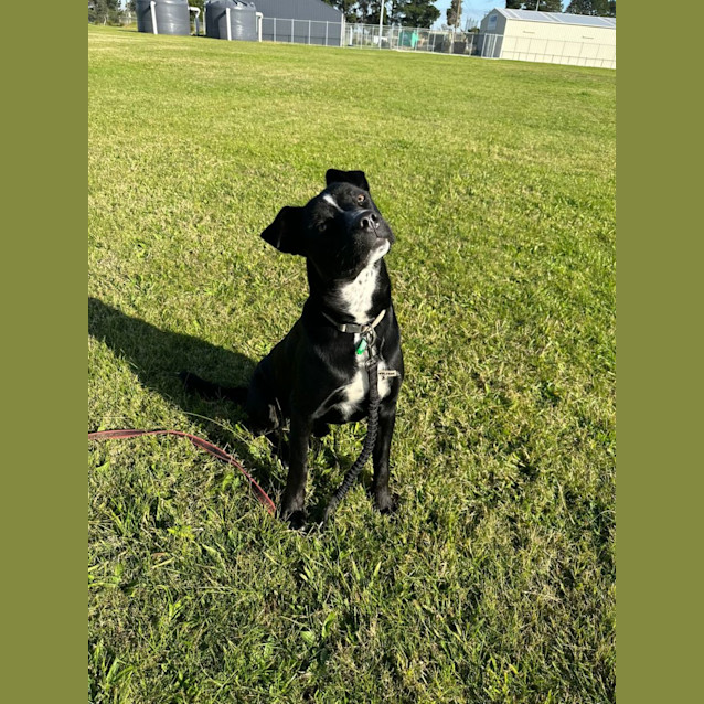 Photo of Chomps