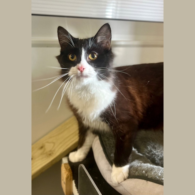 Photo of Jinx