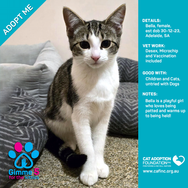 Photo of Bella Just $50 Limited Time!