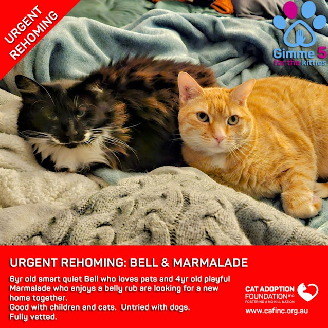 Photo of Bell & Marmalade Private Rehoming No Charge!