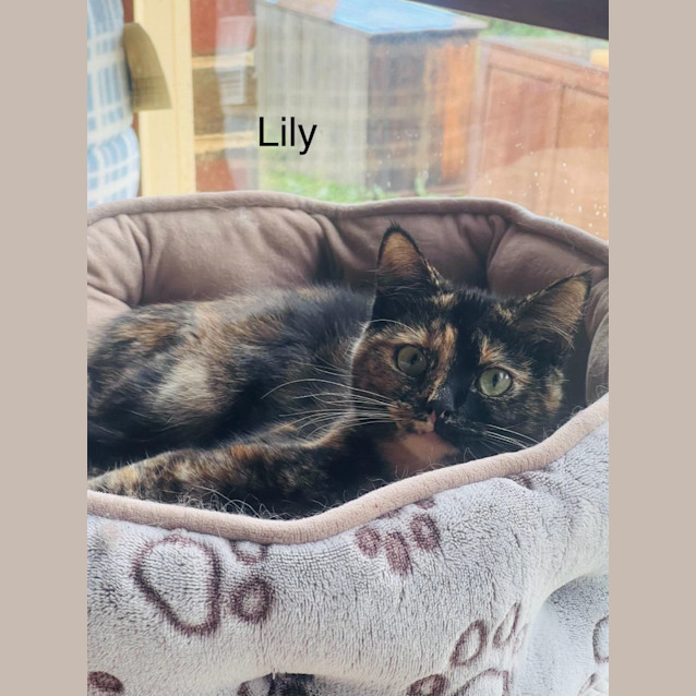 Photo of Lily