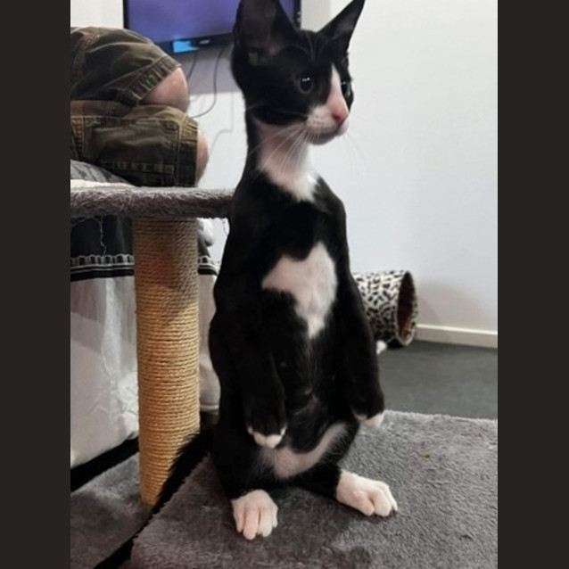 Photo of Ace