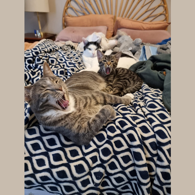 Photo of Ibis *Fostered In Perth