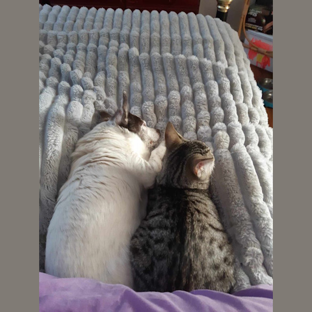 Photo of Ricky Meet Me@Petstock Keysborough