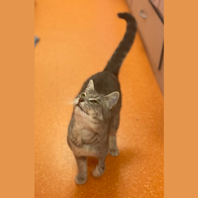 Photo of Buttercup