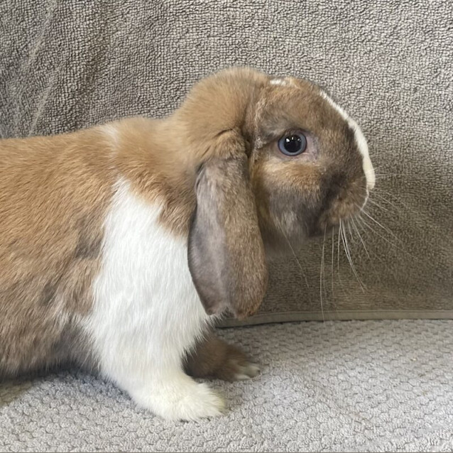 Photo of Ramjet