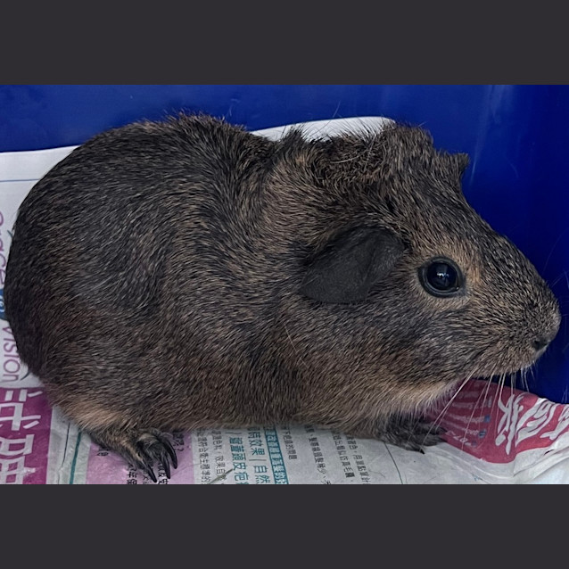 Photo of Buttercup 