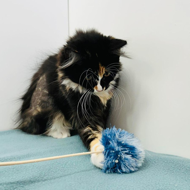 Photo of Nikita   Located In Keilor East 