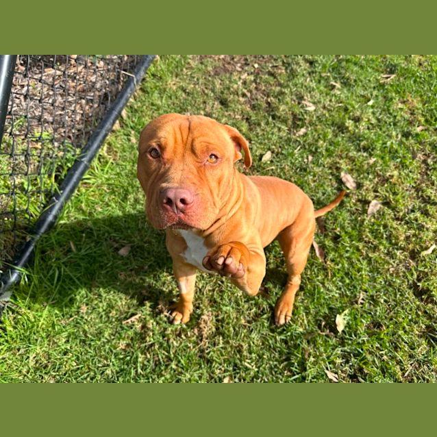 Photo of Lupin Imp 548