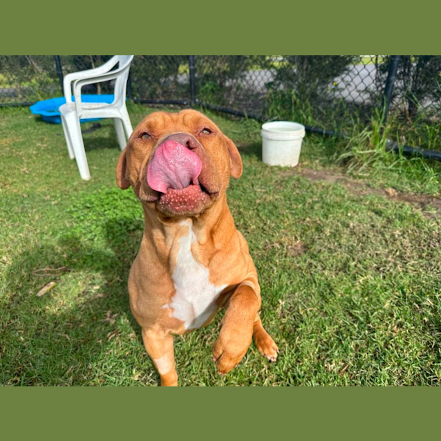 Photo of Lupin Imp 548