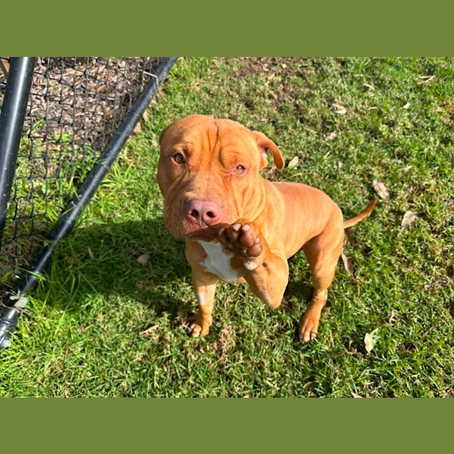 Photo of Lupin Imp 548