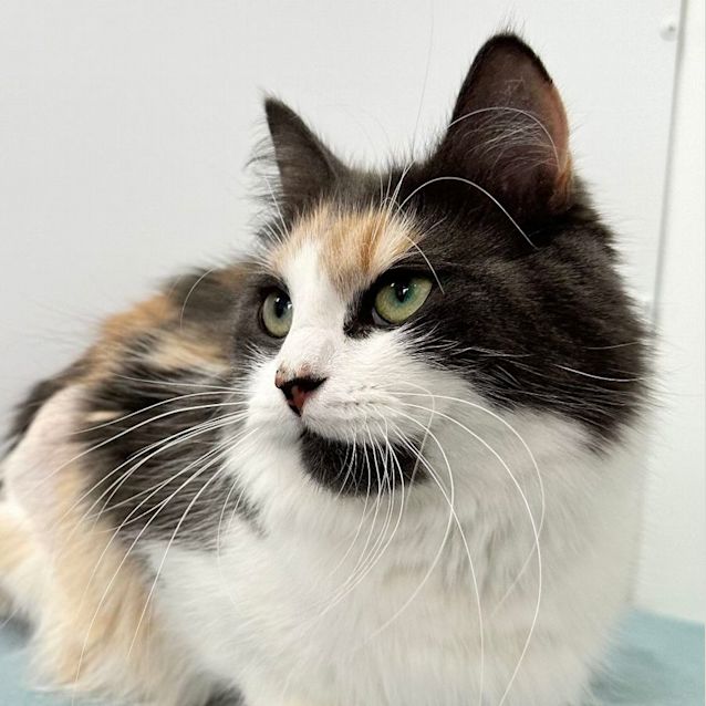 Photo of Molly   Located In Preston