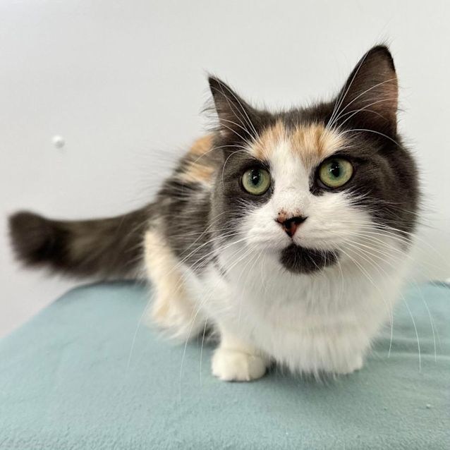 Photo of Molly   Located In Preston