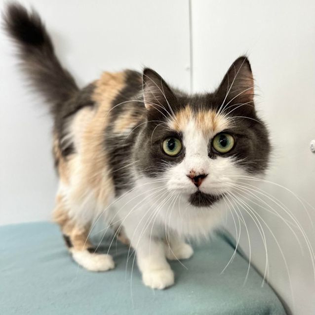 Photo of Molly   Located In Preston