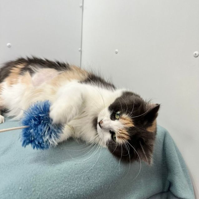 Photo of Molly   Located In Preston