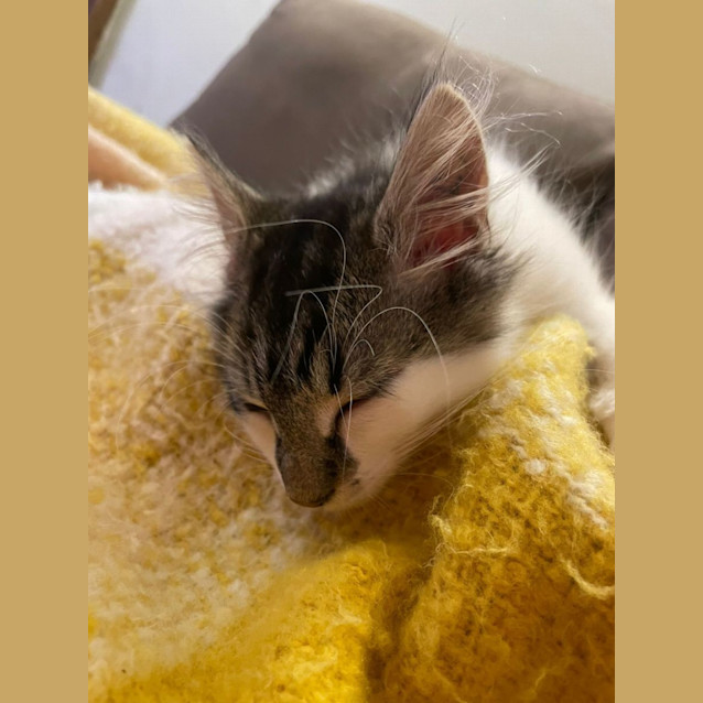 Photo of Frank/Roberto