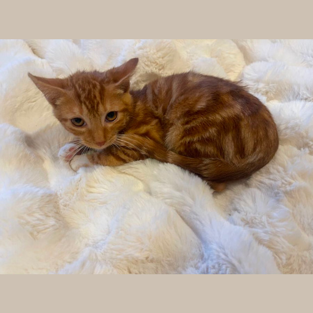 Photo of Sutton Meet Me@Petstock Dandenong Store 