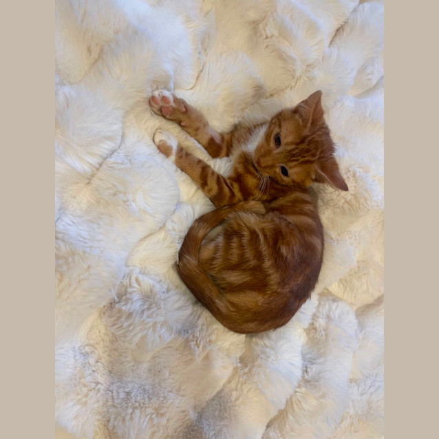 Photo of Sutton Meet Me@Petstock Dandenong Store 