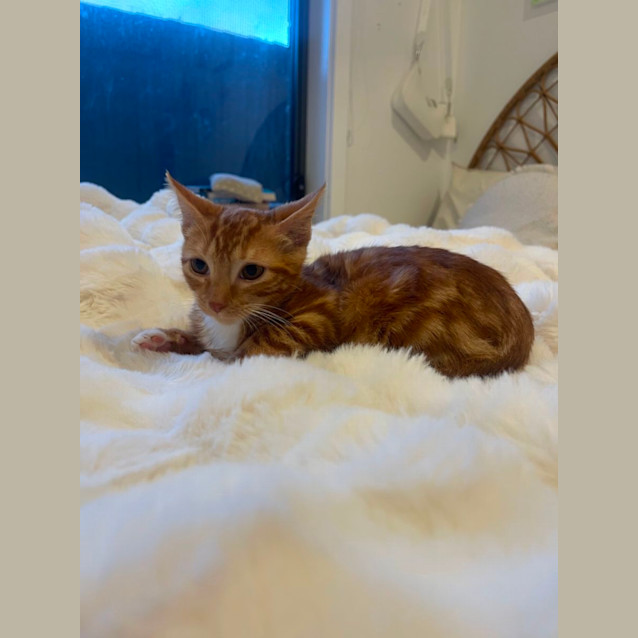 Photo of Sutton Meet Me@Petstock Dandenong Store 