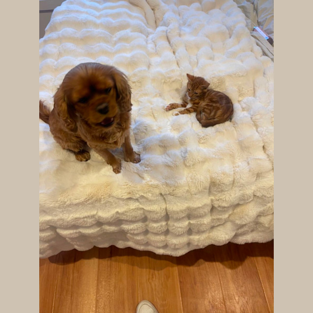 Photo of Sutton Meet Me@Petstock Dandenong Store 